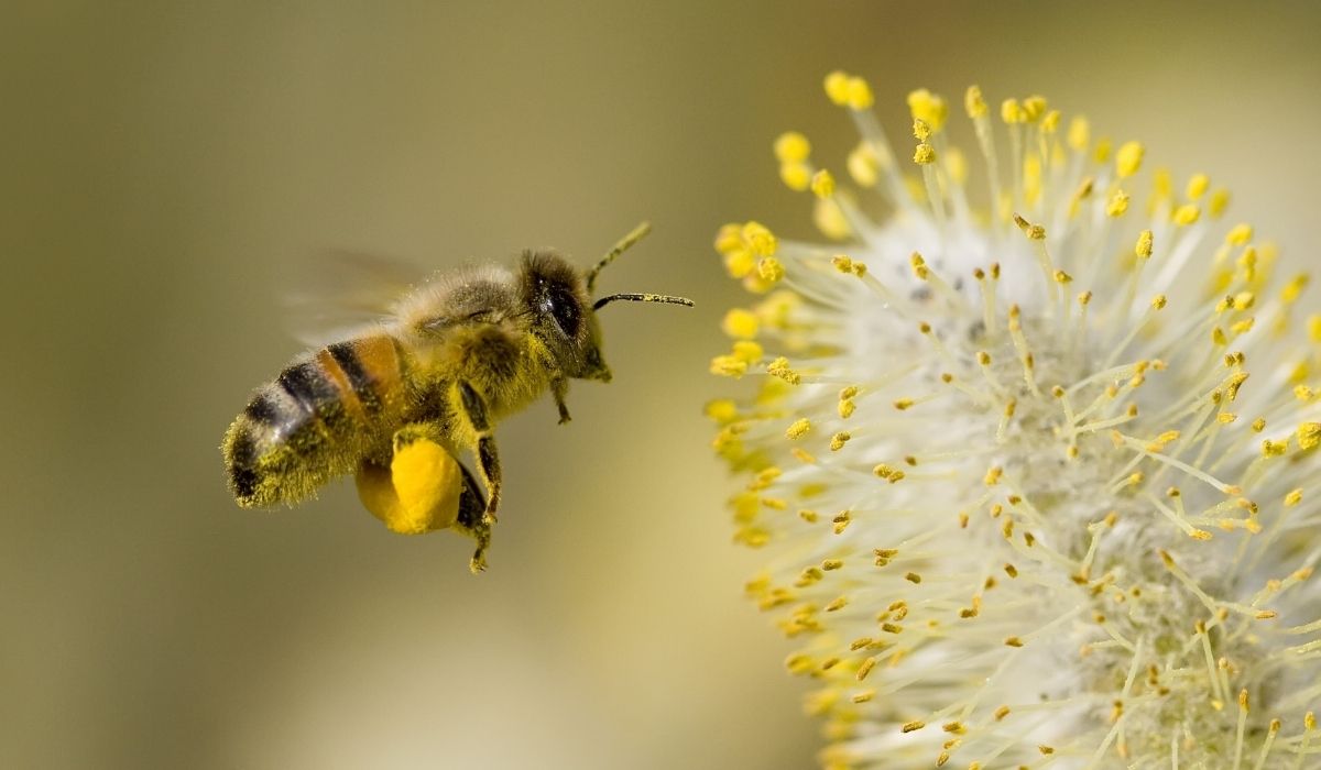 Why Are Bees Important for Our Future & The Environment?